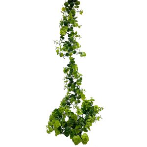 Guía Eucalipto Larga