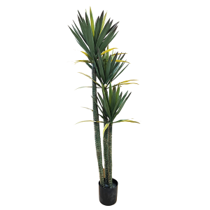 Planta Yucca 1,60m