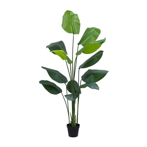 Planta Ave de Paraiso 1.40mt