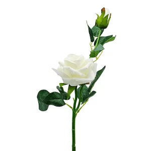 Vara de Rosa Gardenia con Pimpollo